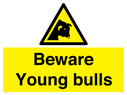 beware-young-bulls~